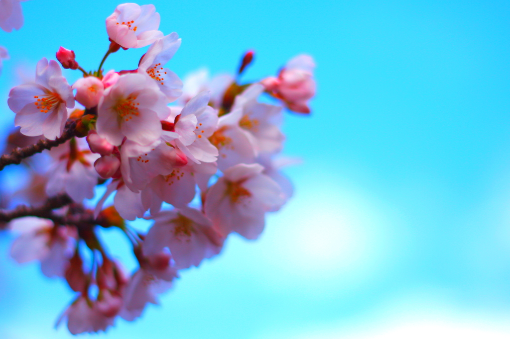 sakura