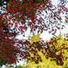 薬師池公園1