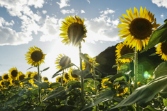 太陽の花