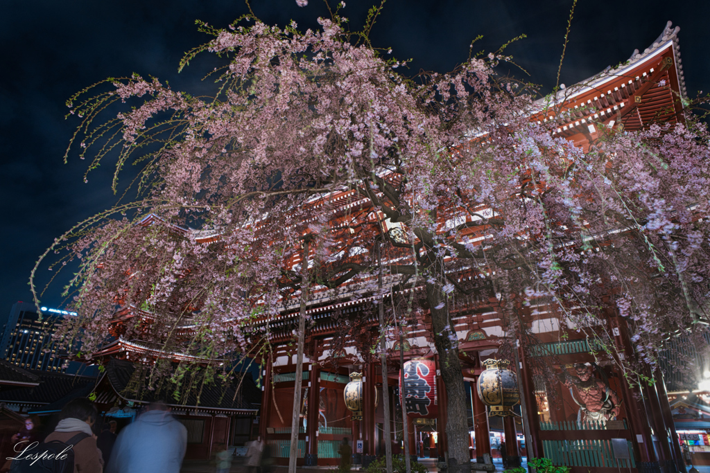 夜桜