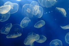 海月