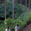 あじさい山