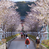 桜の通学路