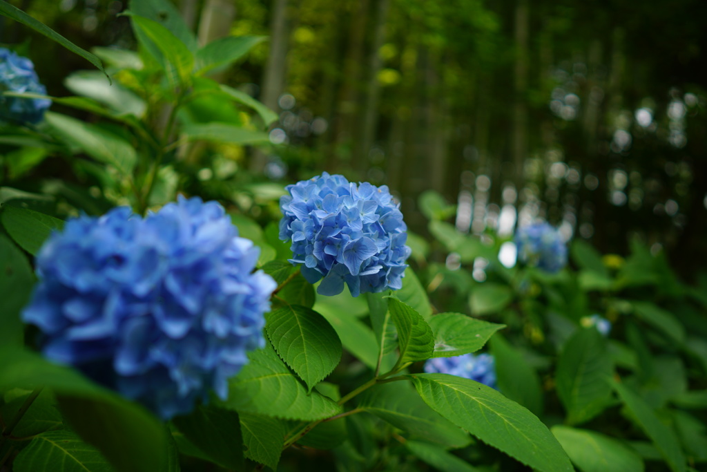 竹と紫陽花