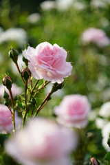 The Name of the Rose