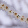 雪梅