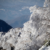 雪桜