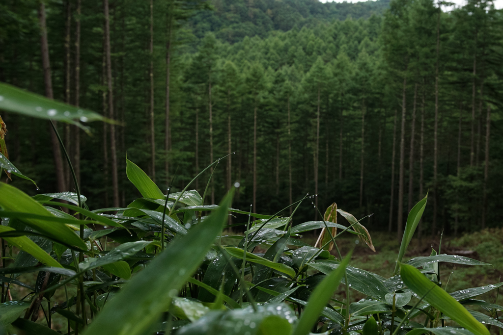 雨上がり