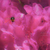 熊蜂の飛行