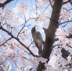 お花見