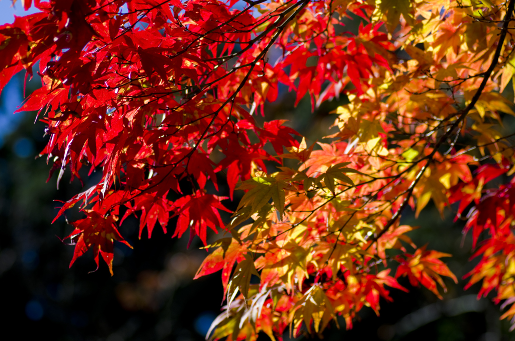 もみじ紅葉