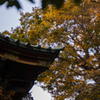紅葉(神社)