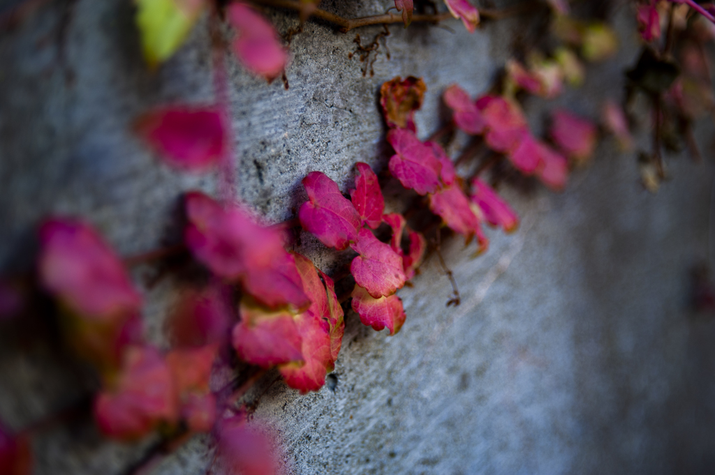 紅葉(横)