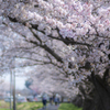 桜並木