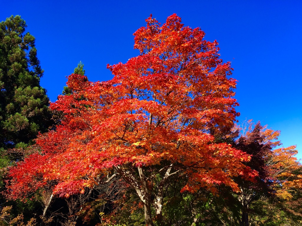 紅葉