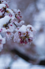 雪桜