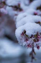 雪桜