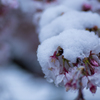 雪桜