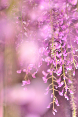 fine art of wisteria flowers 2