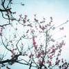 春よ