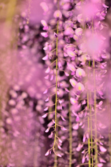 fine art of wisteria flowers 3