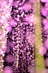 fine art of wisteria flowers 1