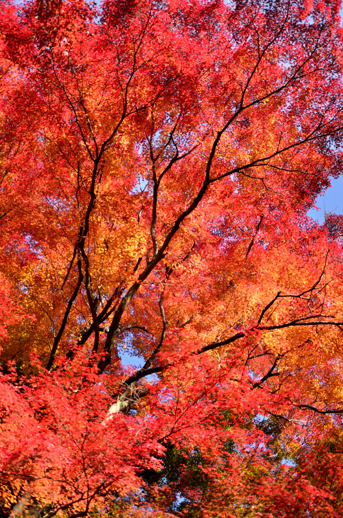 burning Japanese maples