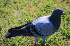 鳩ポッポ