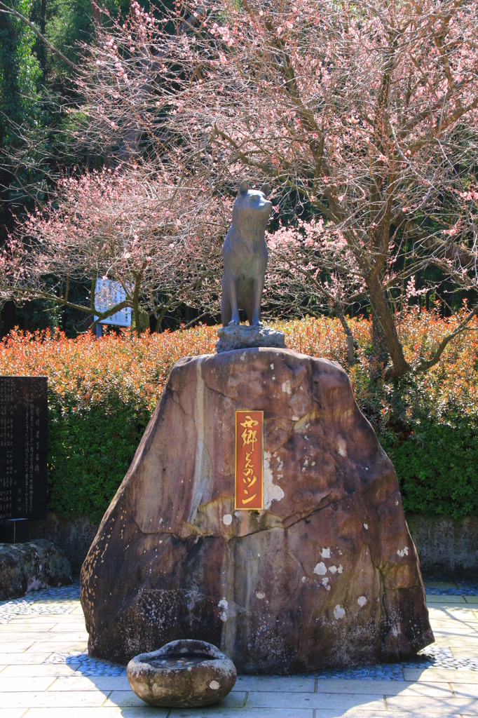 西郷どんのツン