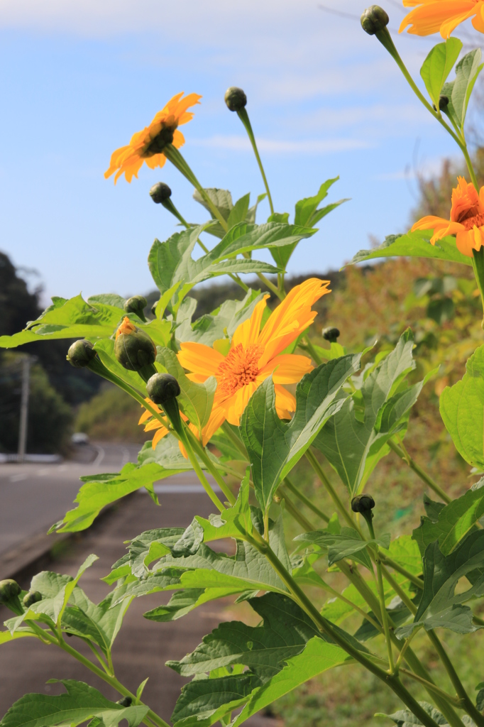 道端の花