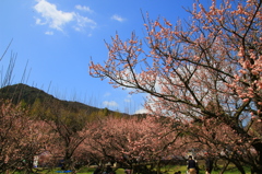 藤川天神　臥龍梅４