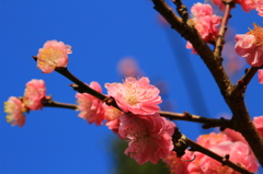 藤川天神　臥龍梅６