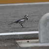ハクセキさん