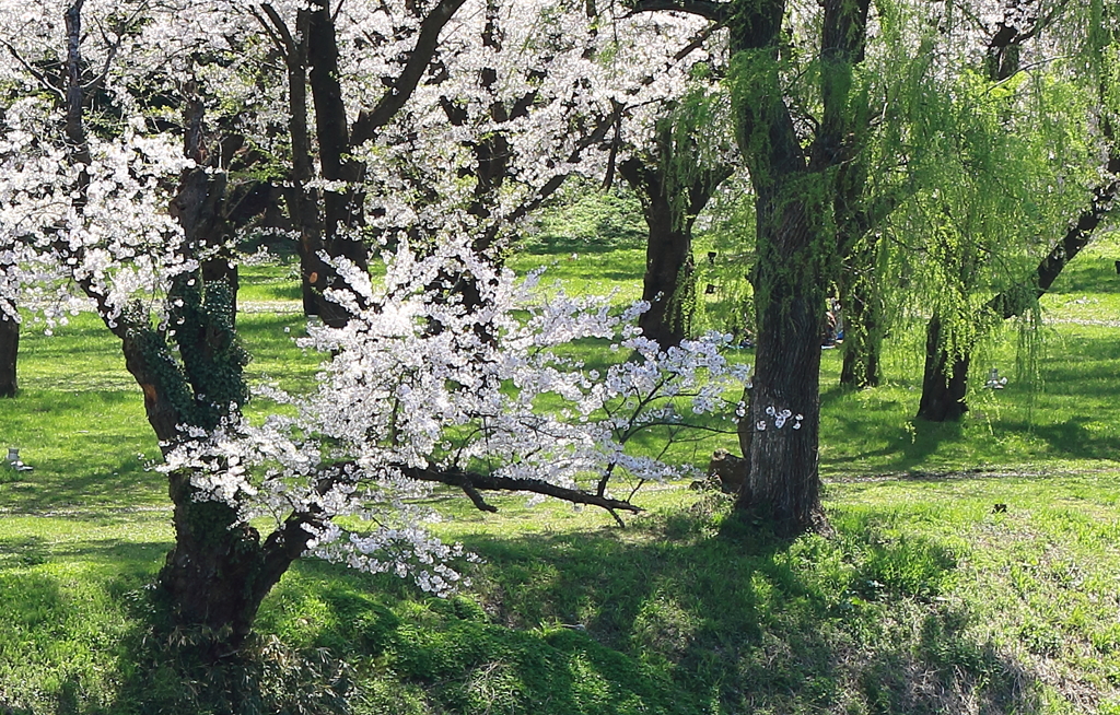 鶴ヶ城　桜①