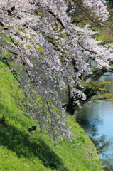 鶴ヶ城　桜④