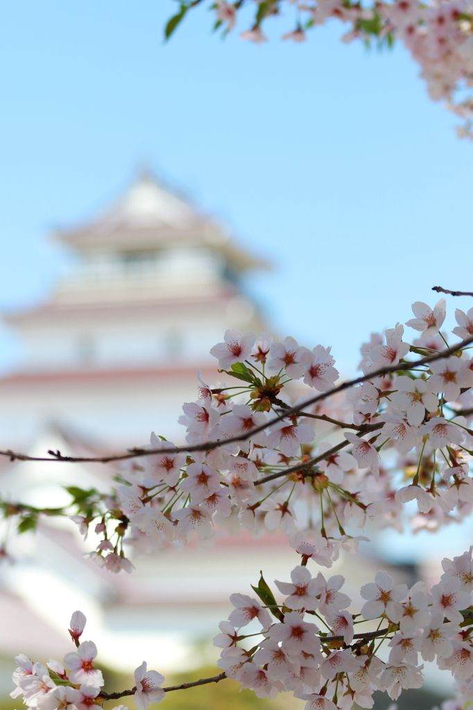 鶴ヶ城　桜③