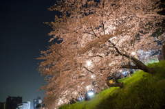 乙川の夜桜