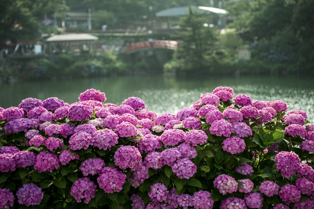 形原の紫陽花