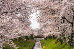 伊賀川の桜