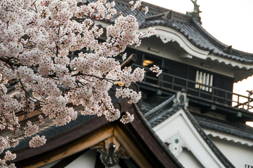 岡崎城と桜