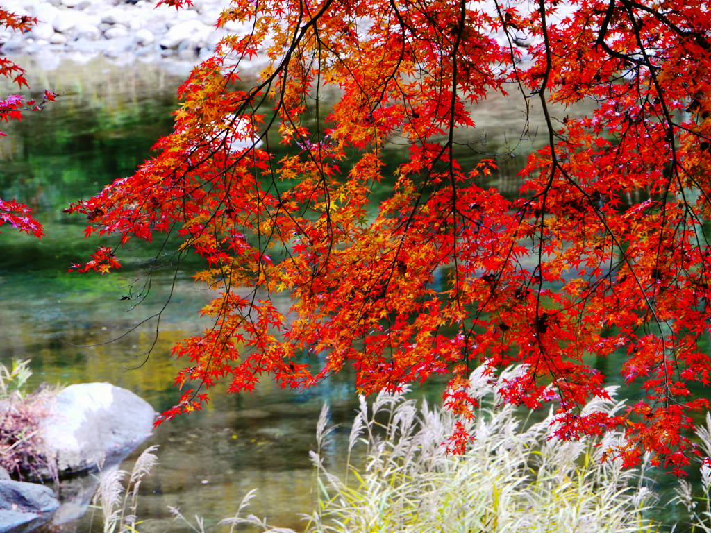 香嵐渓の紅葉02