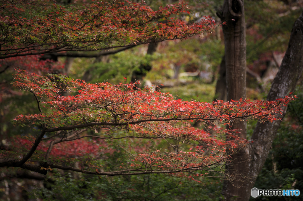 紅葉１