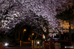 夜桜２