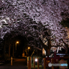 夜桜２