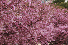 桜祭り