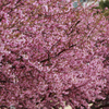 桜祭り