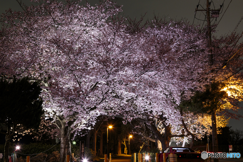 夜桜３