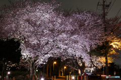 夜桜３