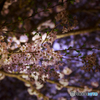 夜桜１