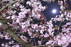 月と桜と被写体ぶれ・・orz